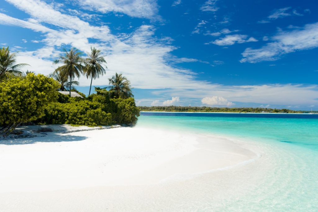 Caribbean Islands turquoise beach with palm trees